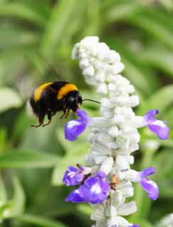 Foto, materiell, befreit, Landschaft, Bild, hat Foto auf Lager,Hummel, Biene, , , Phantasie