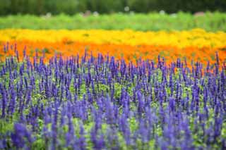 foto,tela,gratis,paisaje,fotografa,idea,Un jardn de flores de Furano, Jardn de flores, Salvia azul, Soy bonito, Fantasa