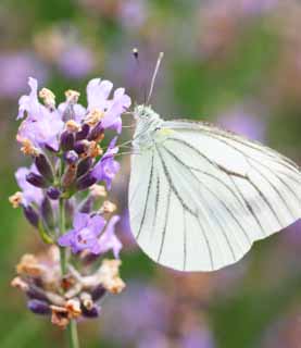 photo,material,free,landscape,picture,stock photo,Creative Commons,Line bizarrerie brimstone butterfly, butterfly, , , feather