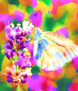 illust, materiale, libero panorama, ritratto dipinto, matita di colore disegna a pastello, disegnando,Solchi farfalla di brimstone di bizarrerie, farfalla, , , penna