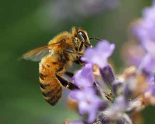 photo, la matire, libre, amnage, dcrivez, photo de la rserve,C'est une abeille  une lavande, abeille, , , lavande