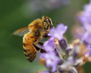 photo,material,free,landscape,picture,stock photo,Creative Commons,It is a bee to a lavender, bee, , , lavender