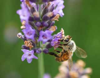 Foto, materiell, befreit, Landschaft, Bild, hat Foto auf Lager,Es ist eine Biene zu einem Lavendel, Biene, , , Lavendel
