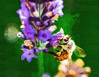 illust, matire, libre, paysage, image, le tableau, crayon de la couleur, colorie, en tirant,C'est une abeille  une lavande, abeille, , , lavande