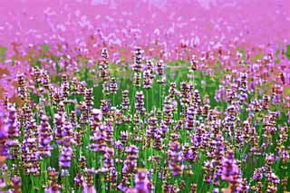 illustration,material,free,landscape,picture,painting,color pencil,crayon,drawing,A flower garden of Furano, flower garden, lavender, I am pretty, Fantasy