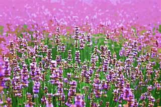 illust,tela,gratis,paisaje,fotografa,idea,pintura,Lpiz de color,dibujo,Un jardn de flores de Furano, Jardn de flores, Lavanda, Soy bonito, Fantasa