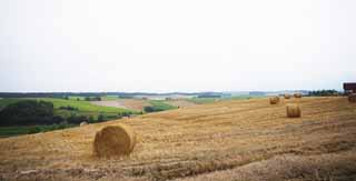 photo, la matire, libre, amnage, dcrivez, photo de la rserve,Un dcor rural de Biei, champ, rouleau d'herbe, Le pays, dcor rural