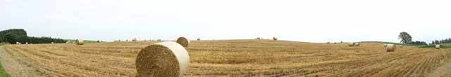 fotografia, materiale, libero il panorama, dipinga, fotografia di scorta,Un albero della filosofia, campo, rotolo di erba, Il paese, scenario rurale