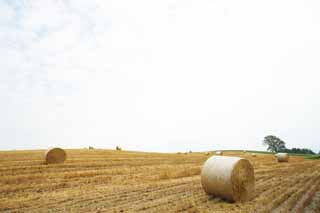 photo, la matire, libre, amnage, dcrivez, photo de la rserve,Un rouleau d'herbe, champ, rouleau d'herbe, Le pays, dcor rural