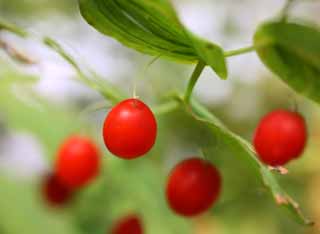 Foto, materiell, befreit, Landschaft, Bild, hat Foto auf Lager,Eine rote Frucht, Frucht, runde Frucht, Wildes Gras, Wald