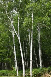 Foto, materiell, befreit, Landschaft, Bild, hat Foto auf Lager,Weier Birkenwald, , Weie Birke, weie Birke, jungfrulicher Wald