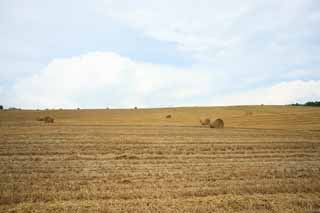 Foto, materiell, befreit, Landschaft, Bild, hat Foto auf Lager,Eine Grasrolle, Feld, Grasrolle, Das Land, lndliche Landschaft