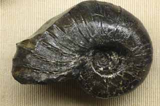 Foto, materieel, vrij, landschap, schilderstuk, bevoorraden foto,Een ammonite, Fossiel, Een ammonite, Pompoen stenig, Amon shellfish