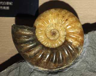 photo,material,free,landscape,picture,stock photo,Creative Commons,An ammonite, fossil, An ammonite, pumpkin stone, Amon shellfish