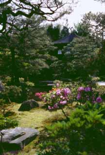 fotografia, materiale, libero il panorama, dipinga, fotografia di scorta,Giardino, Ginkakuji, giardino, , 