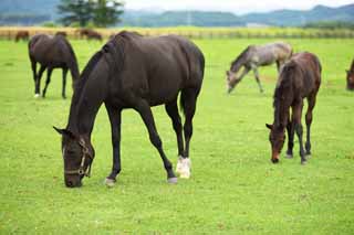 photo, la matire, libre, amnage, dcrivez, photo de la rserve,Le vivre de l'animal de race, La crinire, Je le reois, poulain, levant jument