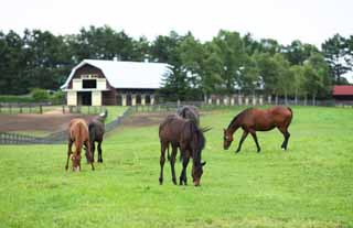 photo,material,free,landscape,picture,stock photo,Creative Commons,The living of the thoroughbred, The mane, I receive it, foal, Horse racing