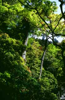 Foto, materiell, befreit, Landschaft, Bild, hat Foto auf Lager,Zartes helles Grn, Ginkakuji, Baum, , 