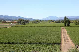 Foto, materieel, vrij, landschap, schilderstuk, bevoorraden foto,O om door te brengen, Rode cru, Wijngaard, Napa Vallei, Cru in het Californi