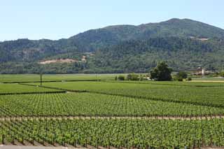 photo,material,free,landscape,picture,stock photo,Creative Commons,O one to pass, Red wine, vineyard, Napa Valley, California wine