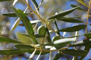 Foto, materiell, befreit, Landschaft, Bild, hat Foto auf Lager,Eine Olive, Eine Olive, Solares Licht, Frucht, Olivgrnes l