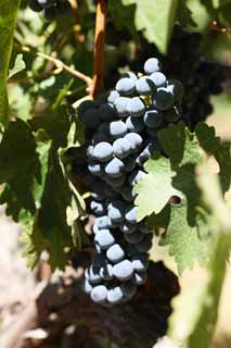 fotografia, materiale, libero il panorama, dipinga, fotografia di scorta,Un acino d'uva, Vino rosso, La fabbricazione della birra, Valle di Napa, Vino di California