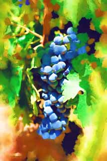 illust, materiell, befreit, Landschaft, Bild, Gemlde, Farbbleistift, Wachsmalstift, Zeichnung,,Eine Weintraube, Roter Wein, Der Brauen, Napa-Tal, Kalifornien-Wein