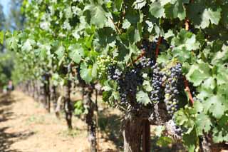 fotografia, materiale, libero il panorama, dipinga, fotografia di scorta,Un acino d'uva, Vino rosso, La fabbricazione della birra, Valle di Napa, Vino di California