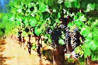 illust, materiell, befreit, Landschaft, Bild, Gemlde, Farbbleistift, Wachsmalstift, Zeichnung,,Eine Weintraube, Roter Wein, Der Brauen, Napa-Tal, Kalifornien-Wein