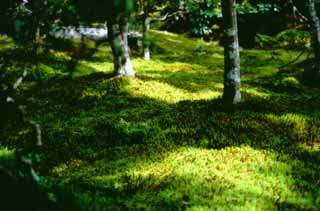 fotografia, materiale, libero il panorama, dipinga, fotografia di scorta,Luce del sole che balla sul muschio, Ginkakuji, muschio, albero, 