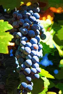 illust, matire, libre, paysage, image, le tableau, crayon de la couleur, colorie, en tirant,Un raisin, Vin rouge, Le brassage, Valle Napa, Vin de Californie