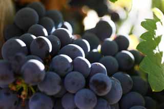 fotografia, materiale, libero il panorama, dipinga, fotografia di scorta,Un acino d'uva, Vino rosso, La fabbricazione della birra, Valle di Napa, Vino di California