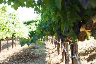 photo,material,free,landscape,picture,stock photo,Creative Commons,A grape, Red wine, The brewing, Napa Valley, California wine