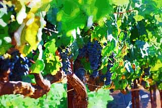 illust, materiell, befreit, Landschaft, Bild, Gemlde, Farbbleistift, Wachsmalstift, Zeichnung,,Eine Weintraube, Roter Wein, Der Brauen, Napa-Tal, Kalifornien-Wein