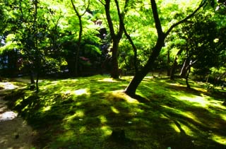 Foto, materiell, befreit, Landschaft, Bild, hat Foto auf Lager,Sonnenlicht durch zartes Grn, Ginkakuji, Moos, Baum, 