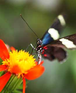 photo, la matire, libre, amnage, dcrivez, photo de la rserve,Le papillon du pays du sud, plume, antenne, papillon, 