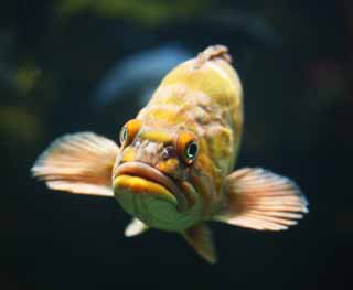 Foto, materiell, befreit, Landschaft, Bild, hat Foto auf Lager,Das Gesicht des Fisches, Flosse, , Ein Augapfel, Das Schwimmen