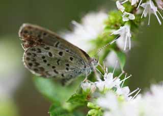 photo,material,free,landscape,picture,stock photo,Creative Commons,A blue, mint, butterfly, Herb, 