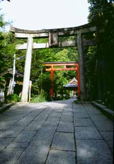 foto,tela,gratis,paisaje,fotografa,idea,Camino de los arcos., Puerta de torii, Santuario, , 