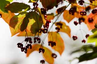 photo,material,free,landscape,picture,stock photo,Creative Commons,A red fruit, forest, pond, nut, Mt. Bandai-san