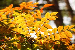 photo,material,free,landscape,picture,stock photo,Creative Commons,Lacquered colored leaves, forest, Sunlight, lacquer tree, Mt. Bandai-san