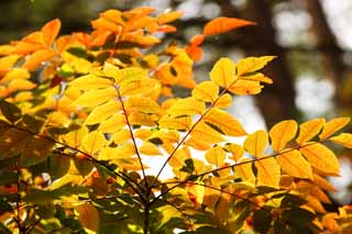 photo, la matire, libre, amnage, dcrivez, photo de la rserve,Verni des feuilles colores, fort, Lumire du soleil, vernissez l'arbre, Mt. Bandai-san