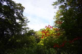 Foto, materiell, befreit, Landschaft, Bild, hat Foto auf Lager,Lacquered frbte Bltter, Wald, Sonnenlicht, Lackbaum, Mt. Bandai-san