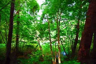 illust, materiell, befreit, Landschaft, Bild, Gemlde, Farbbleistift, Wachsmalstift, Zeichnung,,See Stein lazuli, Wald, Teich, Azurblau blau, Mt. Bandai-san