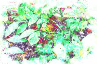 illust, materiell, befreit, Landschaft, Bild, Gemlde, Farbbleistift, Wachsmalstift, Zeichnung,,Ginseng, , Saponin, Ginseng, Entkrnen Sie Seno Cyd