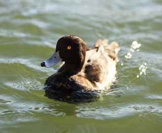 fotografia, materiale, libero il panorama, dipinga, fotografia di scorta,Minore scaup chinano la testa, uccello acquatico, anatra, , 