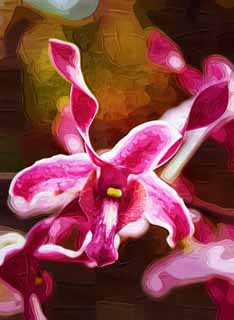 illust, material, livram, paisagem, quadro, pintura, lpis de cor, creiom, puxando,A orqudea do vermelho purpreo, Uma orqudea, , ptala, Eu sou deslumbrante