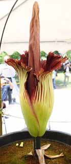 photo, la matière, libre, aménage, décrivez, photo de la réserve,La plus grande fleur de Monde titanum Amorphophallus, Odeur putride, fleur énorme, Konnyaku, Konnyaku