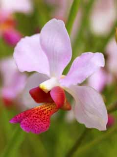 photo, la matire, libre, amnage, dcrivez, photo de la rserve,Une orchide rose, Une orchide, , ptale, Je suis magnifique
