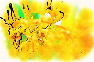 illust, materiale, libero panorama, ritratto dipinto, matita di colore disegna a pastello, disegnando,Un'orchidea gialla, Un'orchidea, , petalo, Io sono sfarzoso